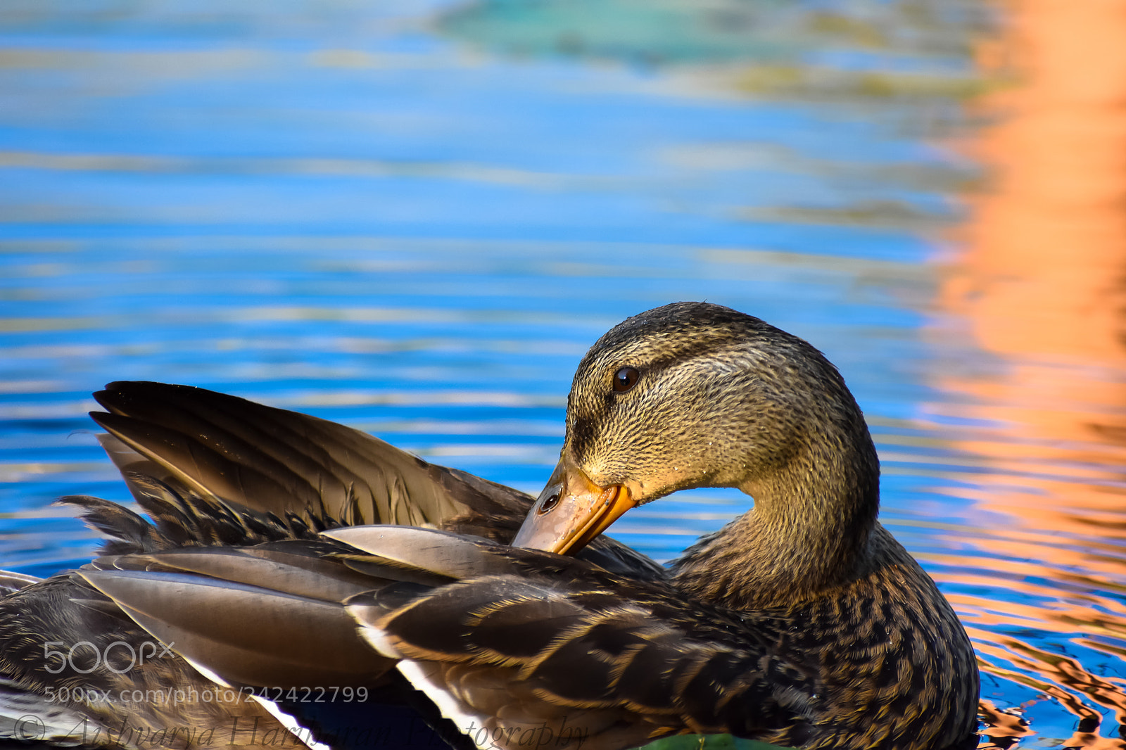 Nikon D3400 sample photo. Pic photography