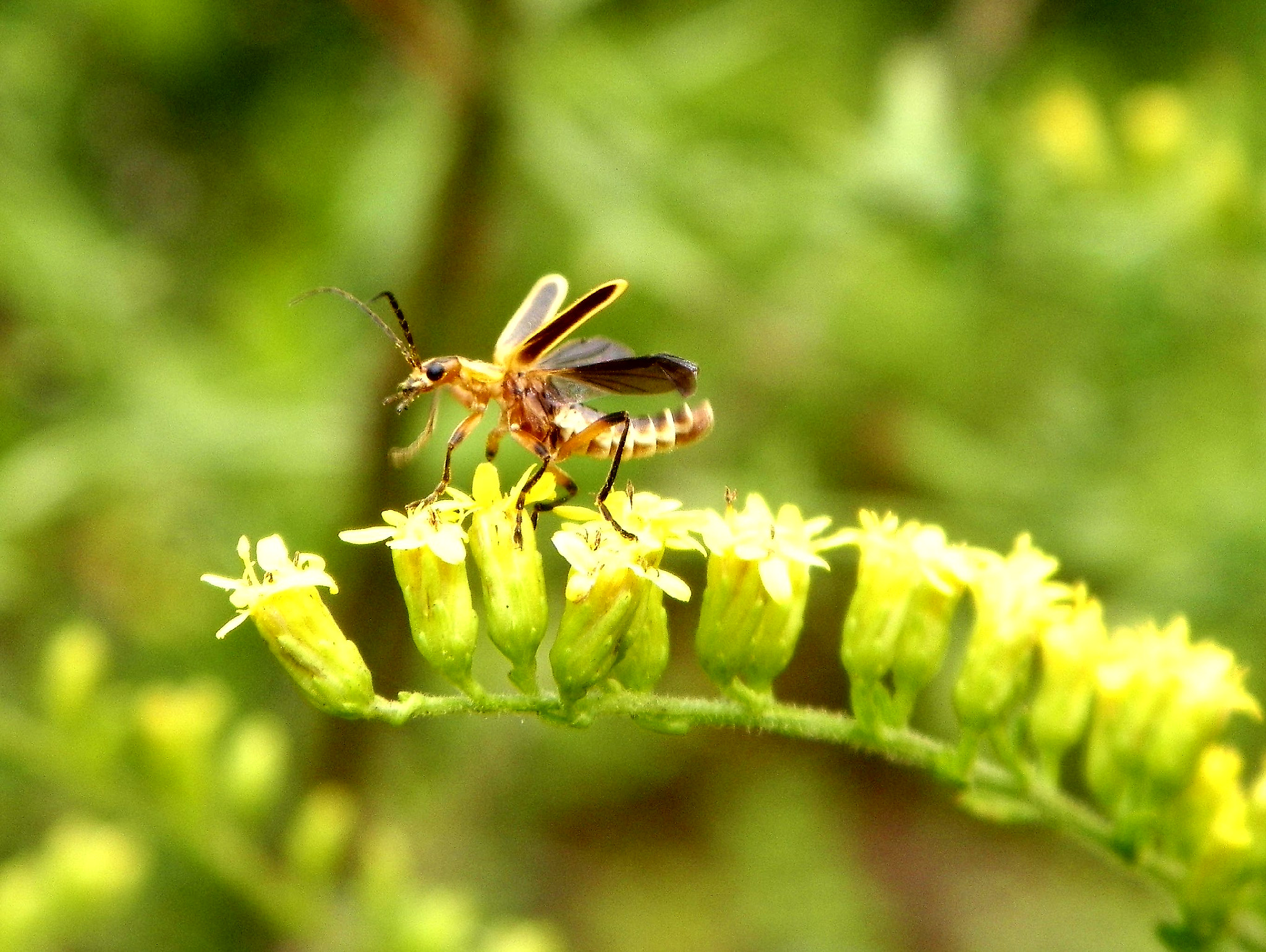 Kodak EASYSHARE Z5010 DIGITAL CAMERA sample photo. Bug photography