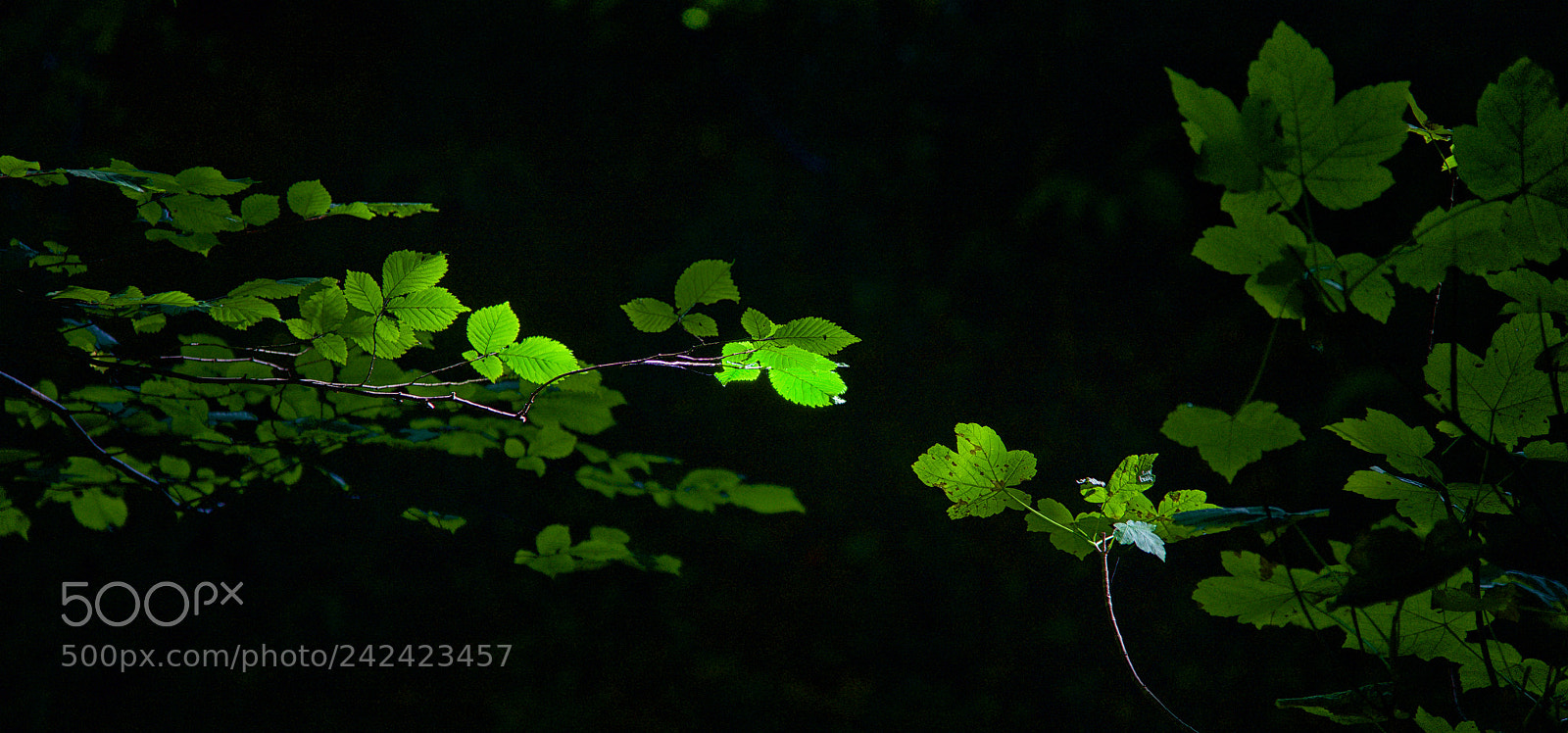 Nikon D800 sample photo. Rhapsody in green ! photography