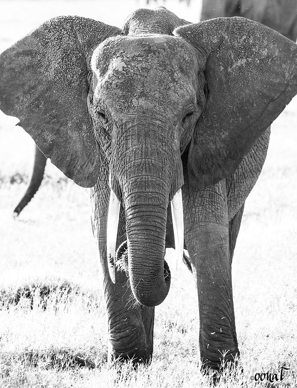 Canon EOS 750D (EOS Rebel T6i / EOS Kiss X8i) sample photo. Elephant b&w photography