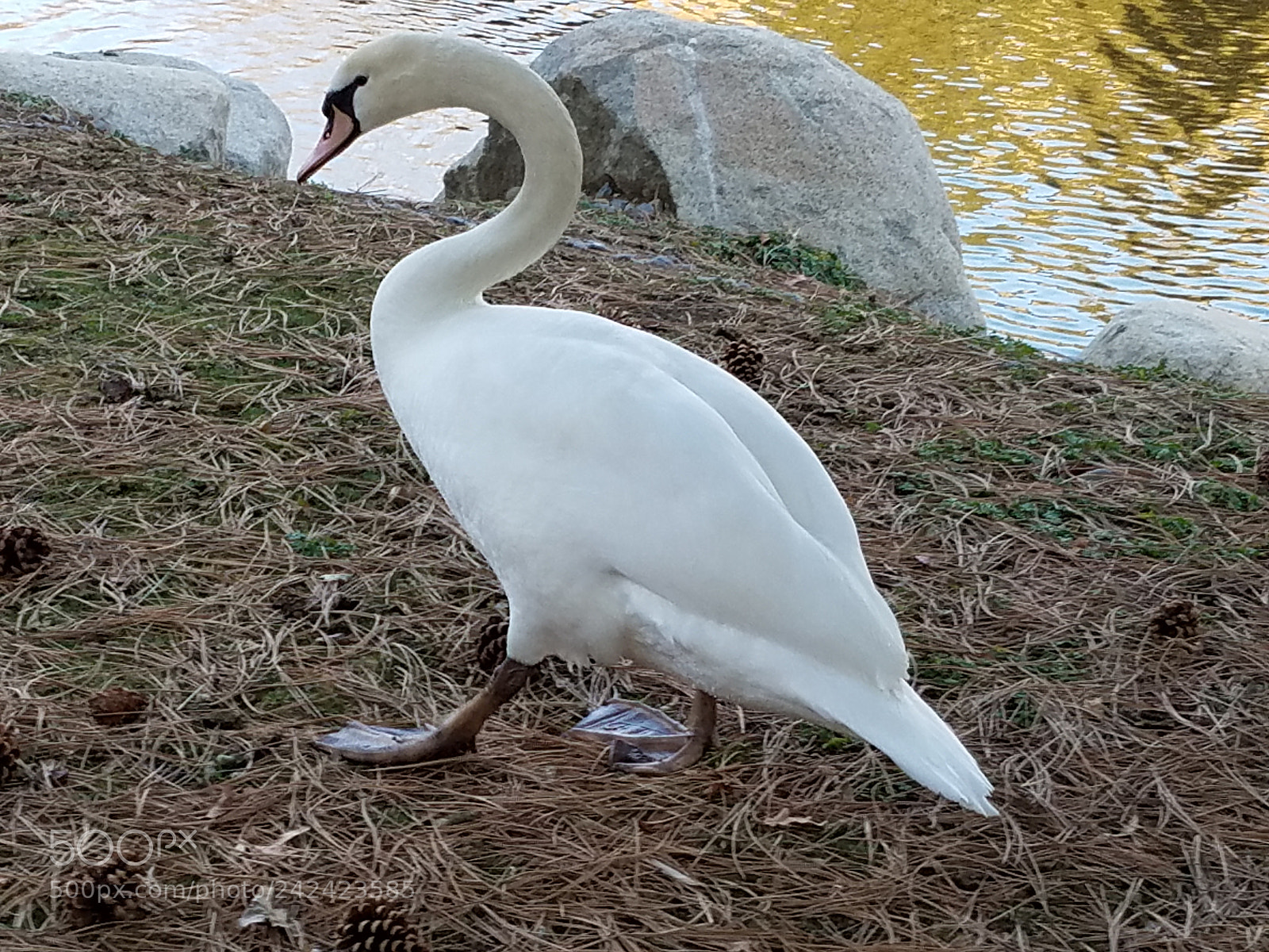 Samsung Galaxy S7 sample photo. Untitled photography