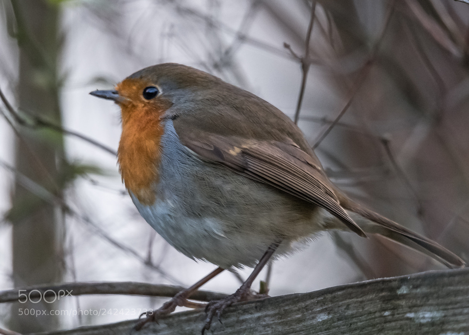 Nikon D850 sample photo. Round robin photography