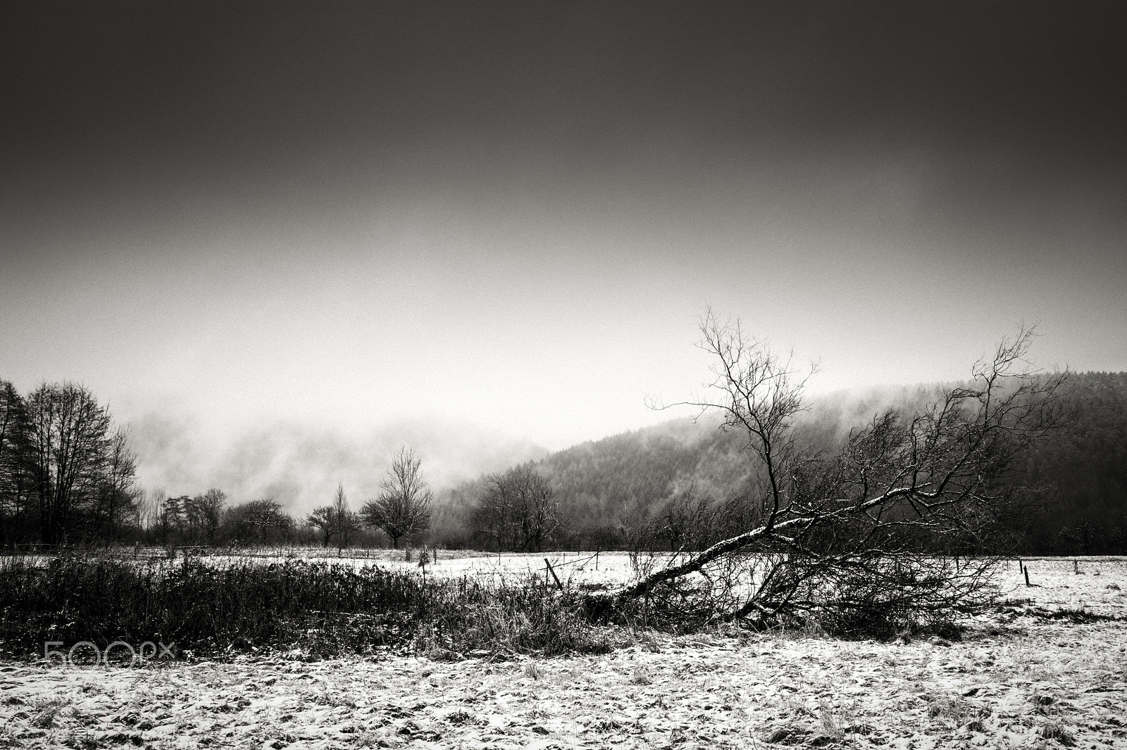 Nikon D7100 sample photo. Fallen tree photography