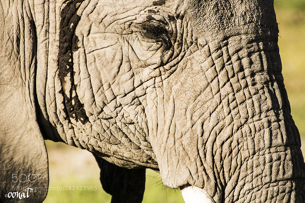 Canon EOS 750D (EOS Rebel T6i / EOS Kiss X8i) sample photo. Elephant in detail photography