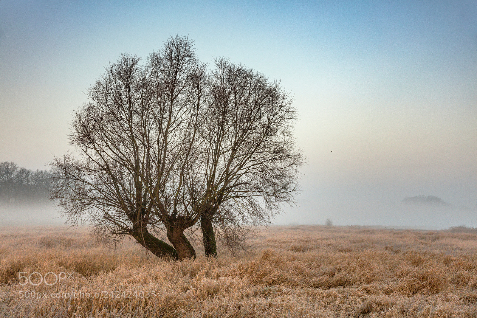 Canon EOS 5DS sample photo. January morning photography