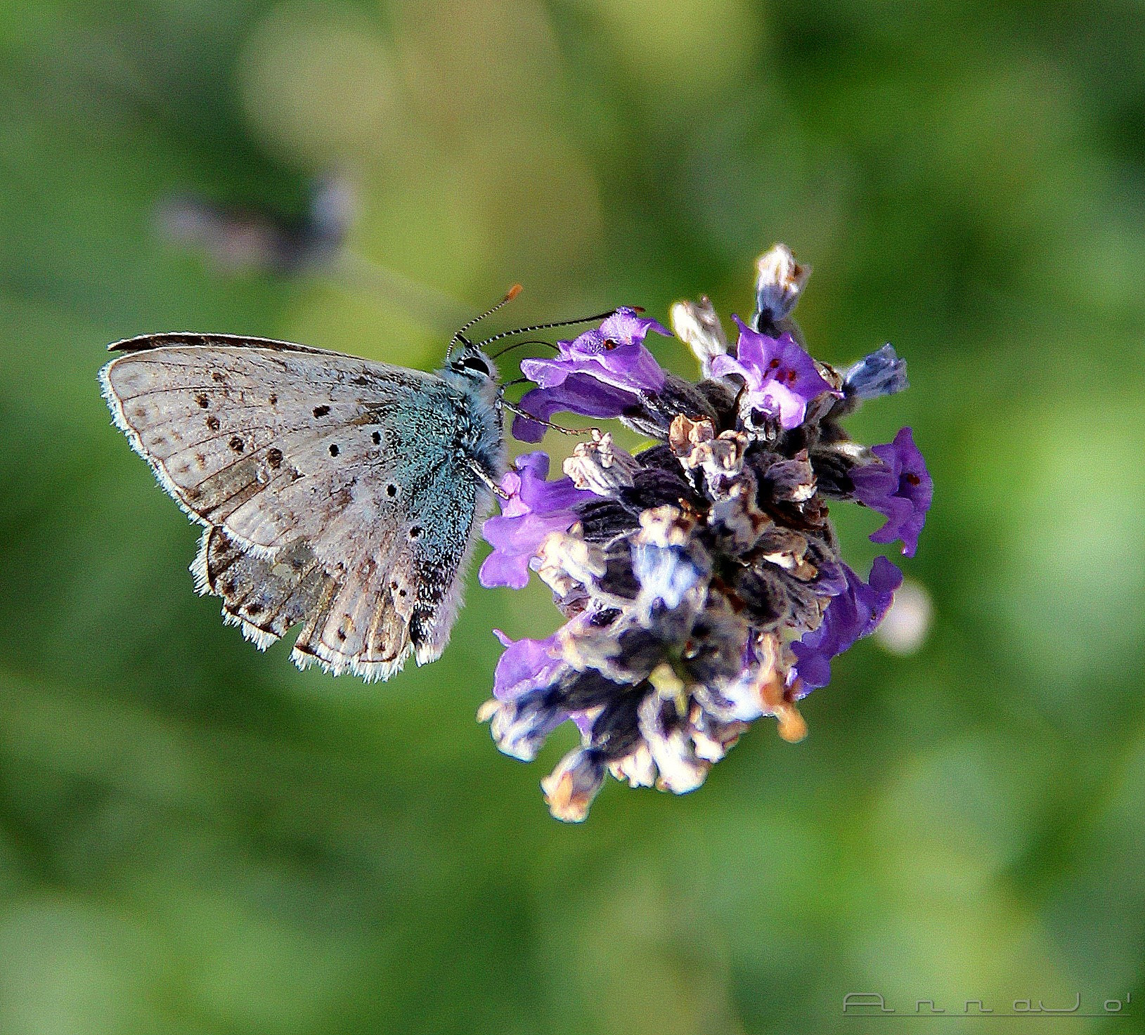 Canon EF-S 18-200mm F3.5-5.6 IS sample photo. Floating photography