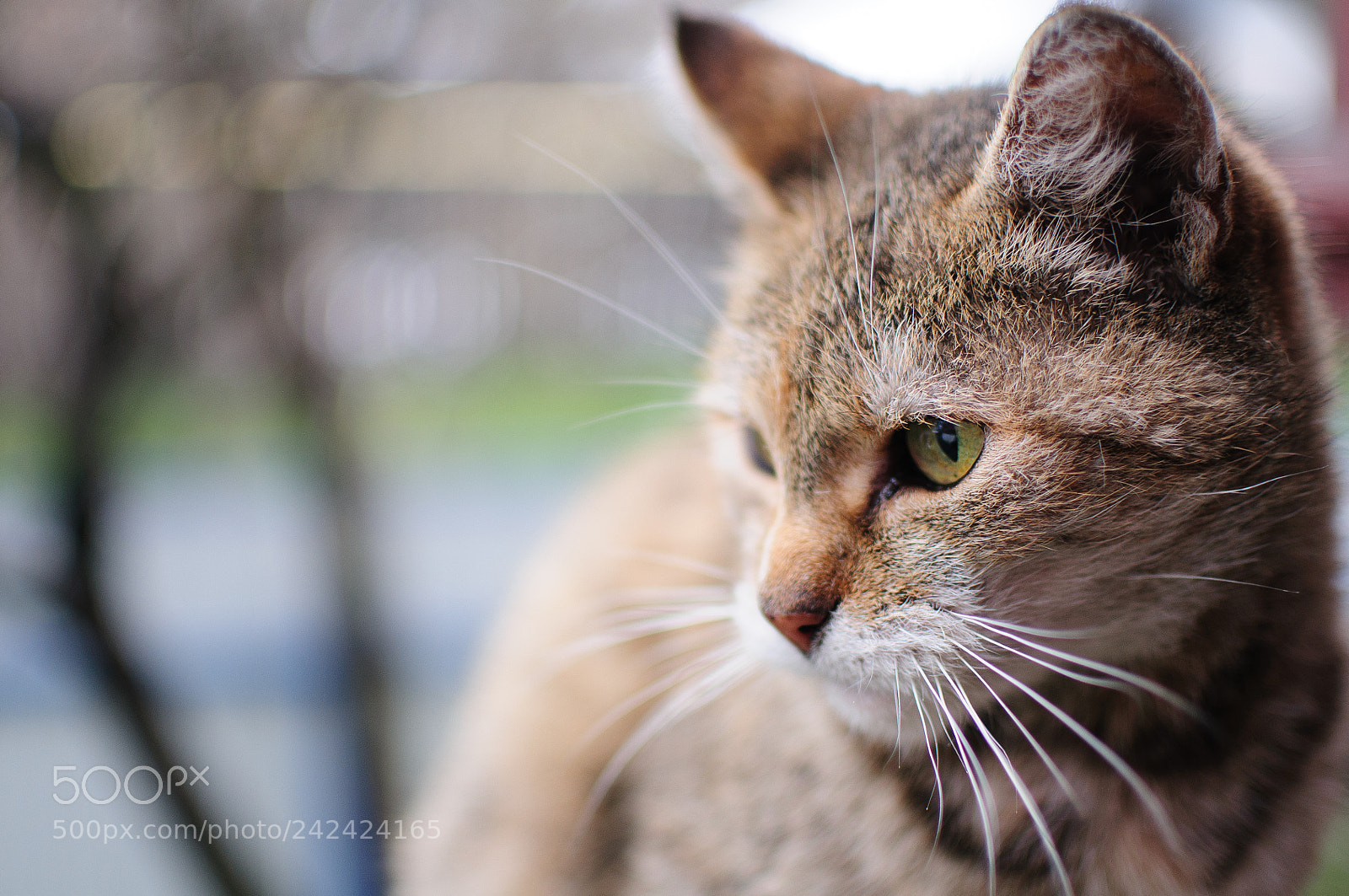 Nikon D300S sample photo. фотокарточка photography
