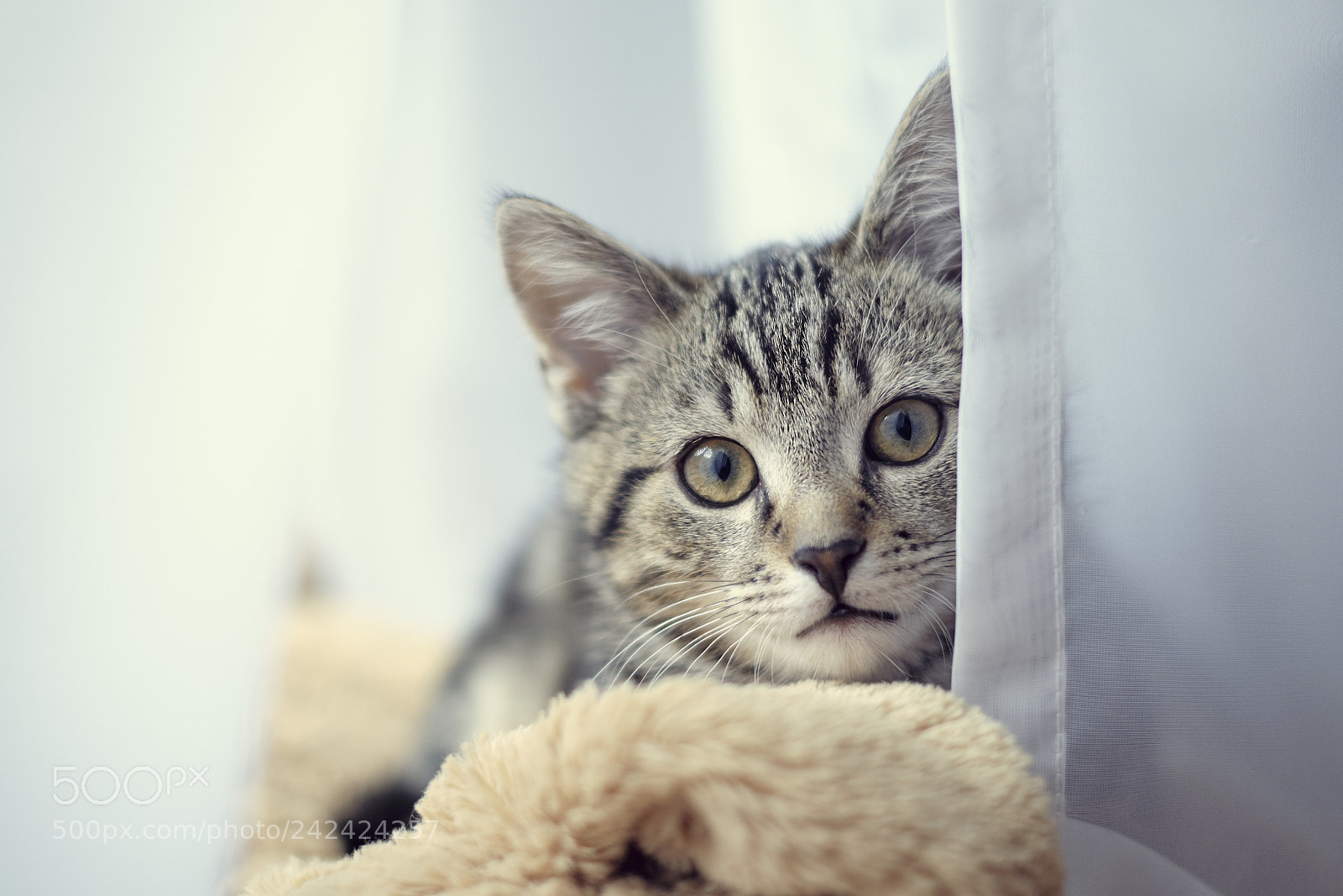 Fujifilm X-T1 sample photo. Bars photography
