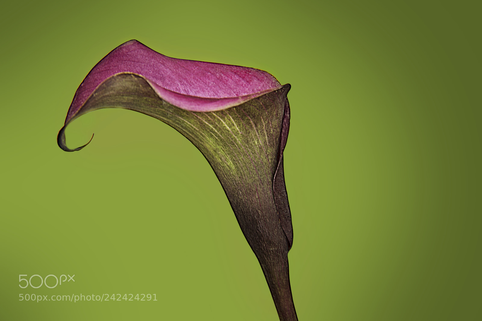 Canon EOS 7D Mark II sample photo. Calla lily photography