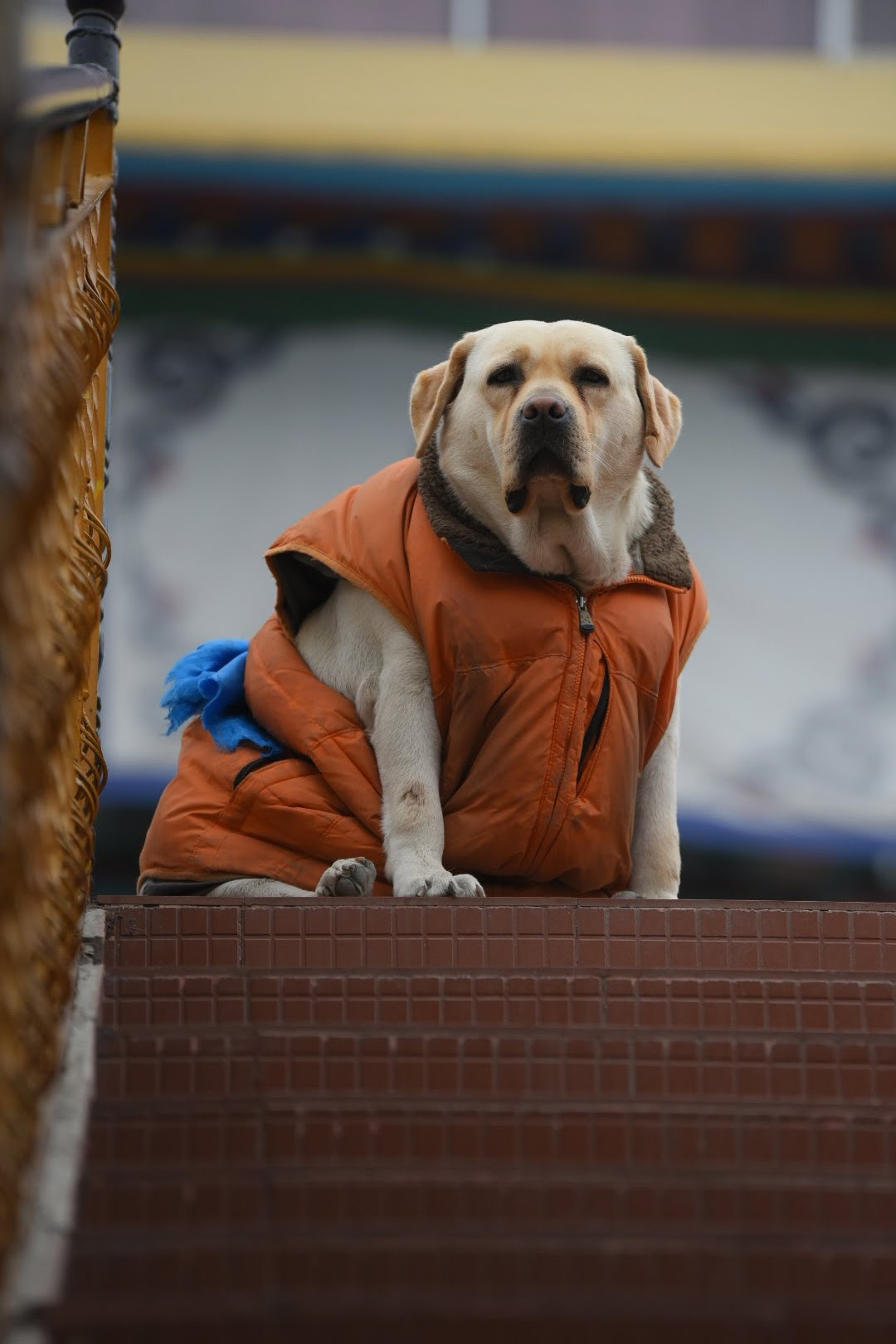 Sigma 70-200mm F2.8 EX DG OS HSM sample photo. Doggie photography