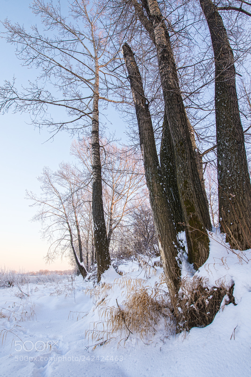 Nikon D7200 sample photo. Snowy landscape with trees photography