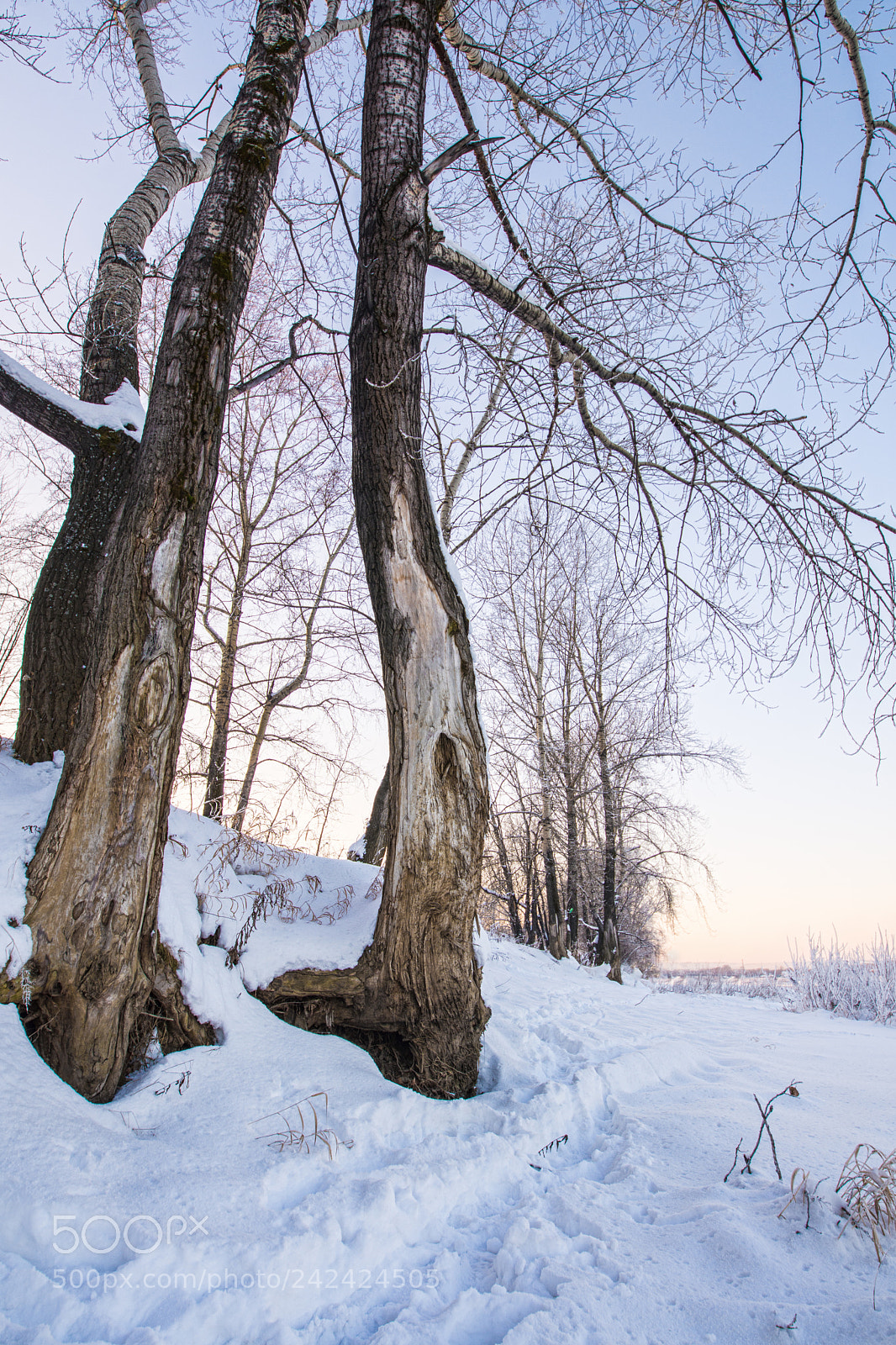 Nikon D7200 sample photo. Snowy landscape with trees photography