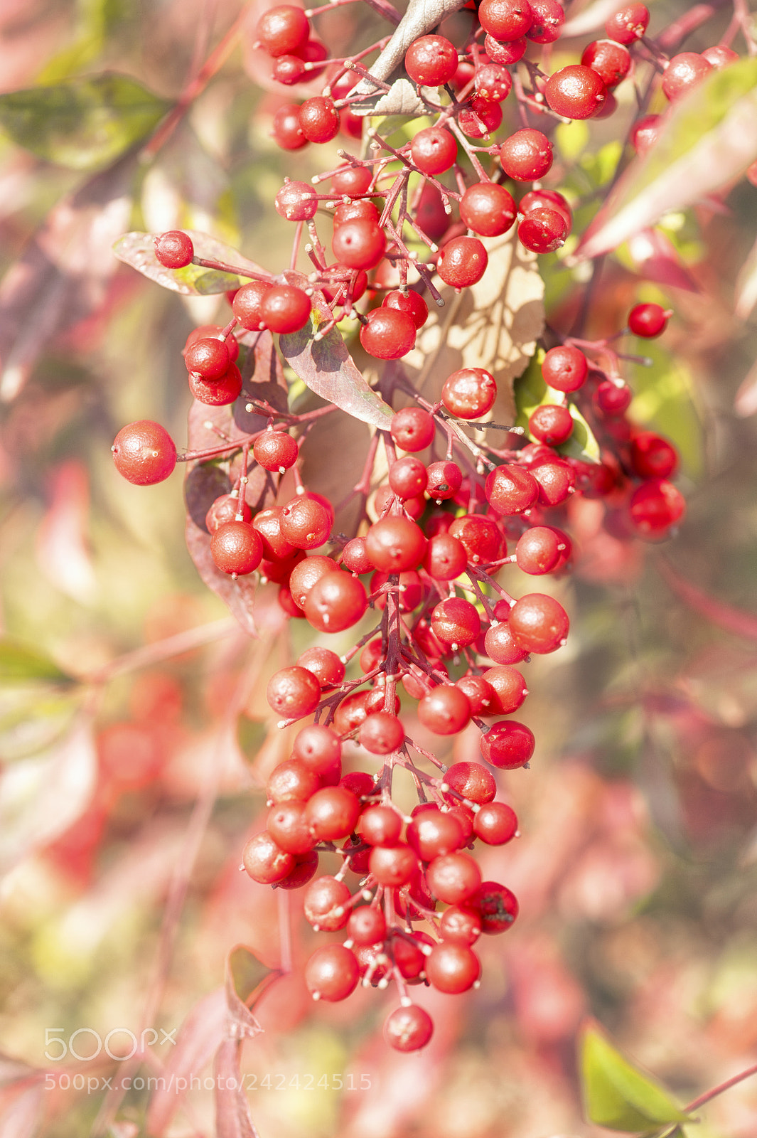 Nikon D700 sample photo. Red fruit photography