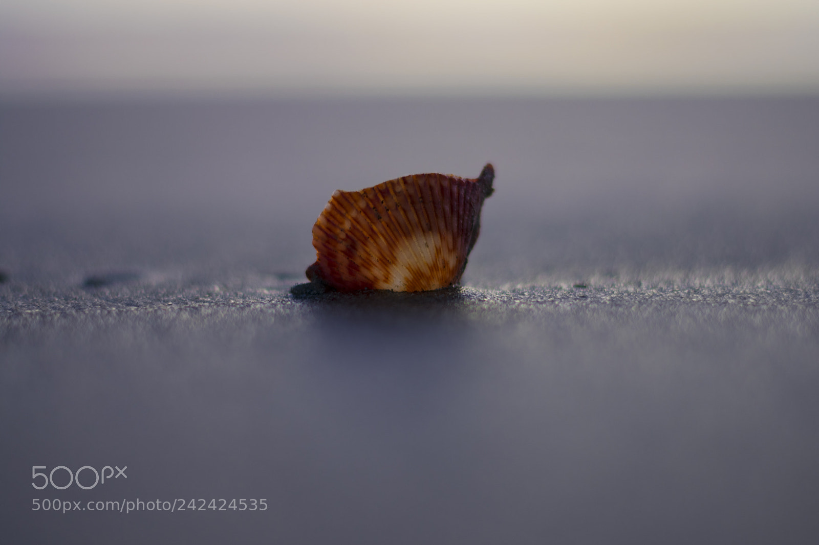 Nikon D3400 sample photo. The shell photography