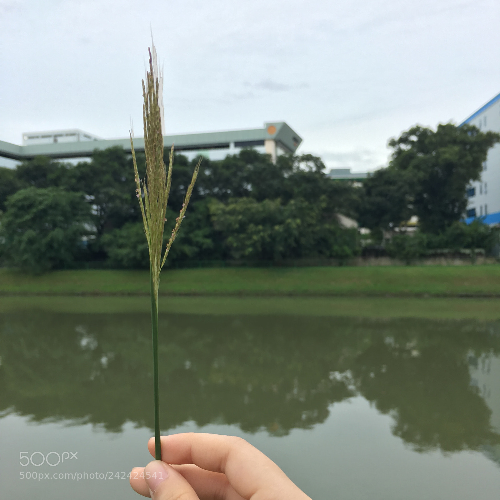 Apple iPhone 6s Plus sample photo. 02) kallang river photography