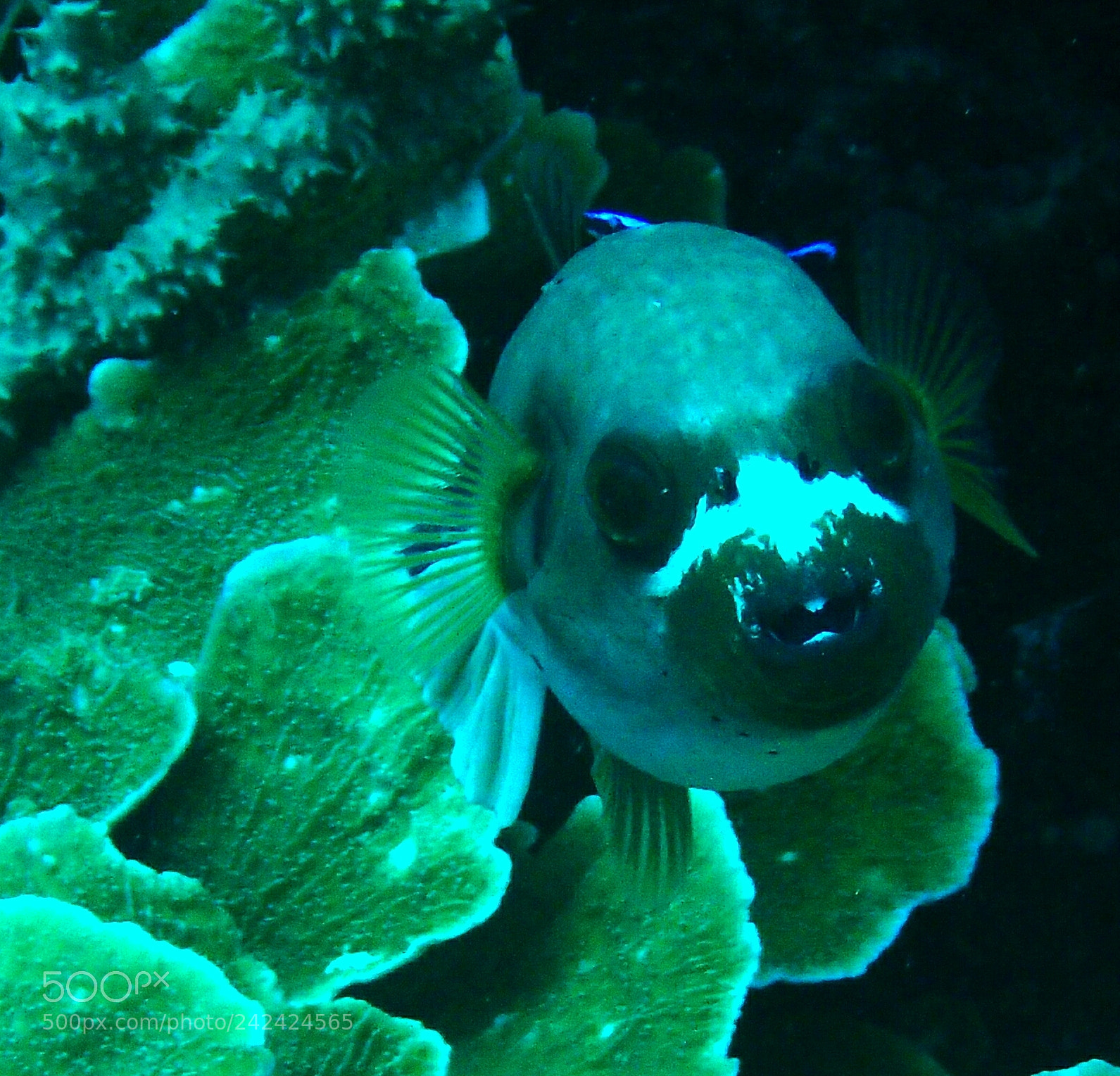 Olympus TG-4 sample photo. Seagull-nosed puffer photography