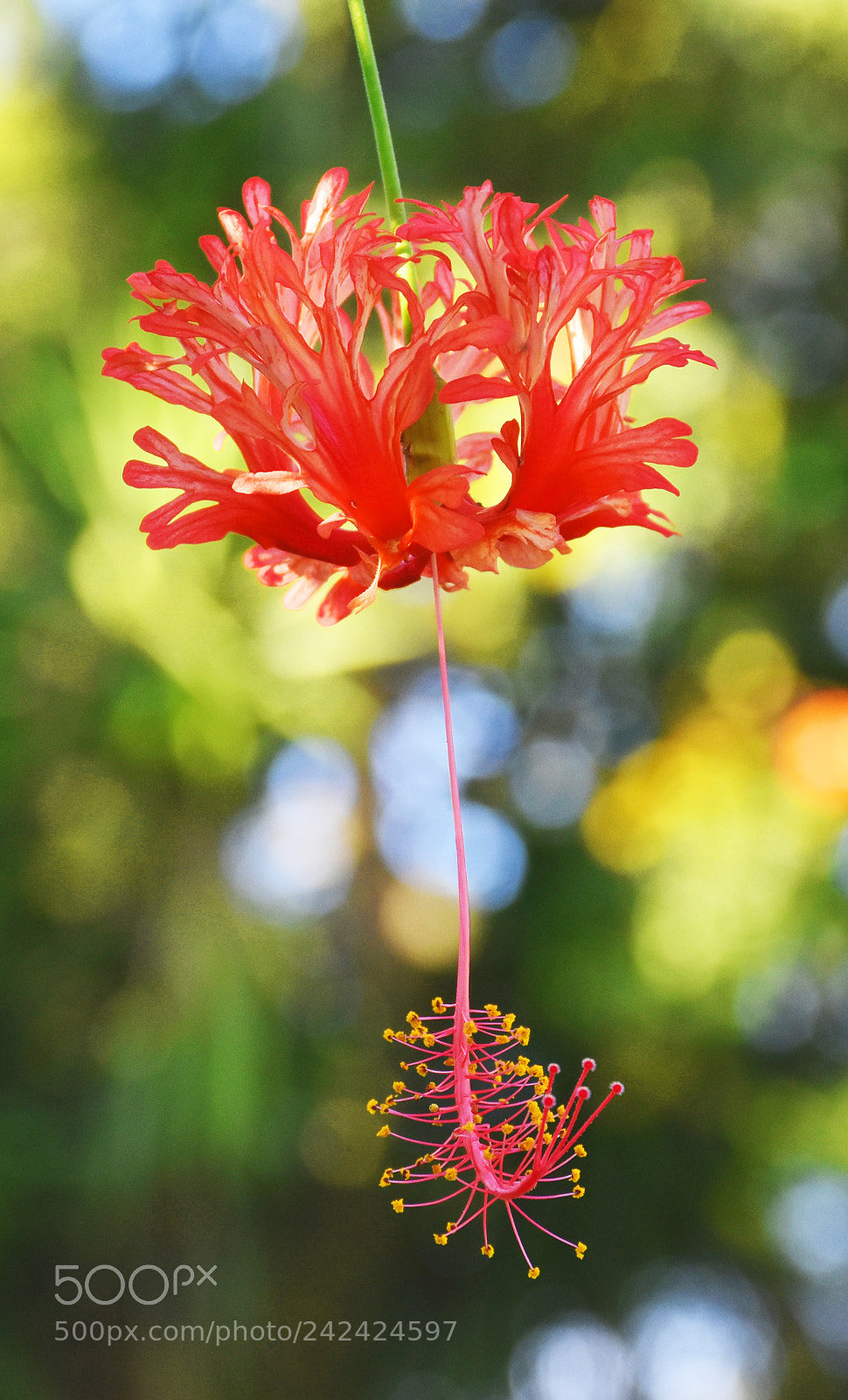 Nikon D7200 sample photo. Flower hang photography