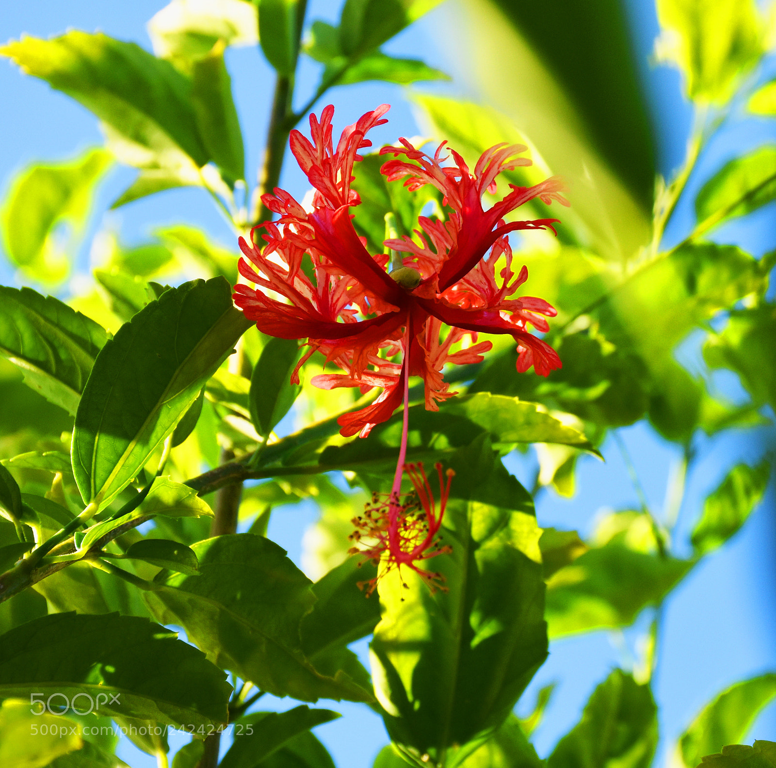 Nikon D7200 sample photo. Hang flower green bk photography