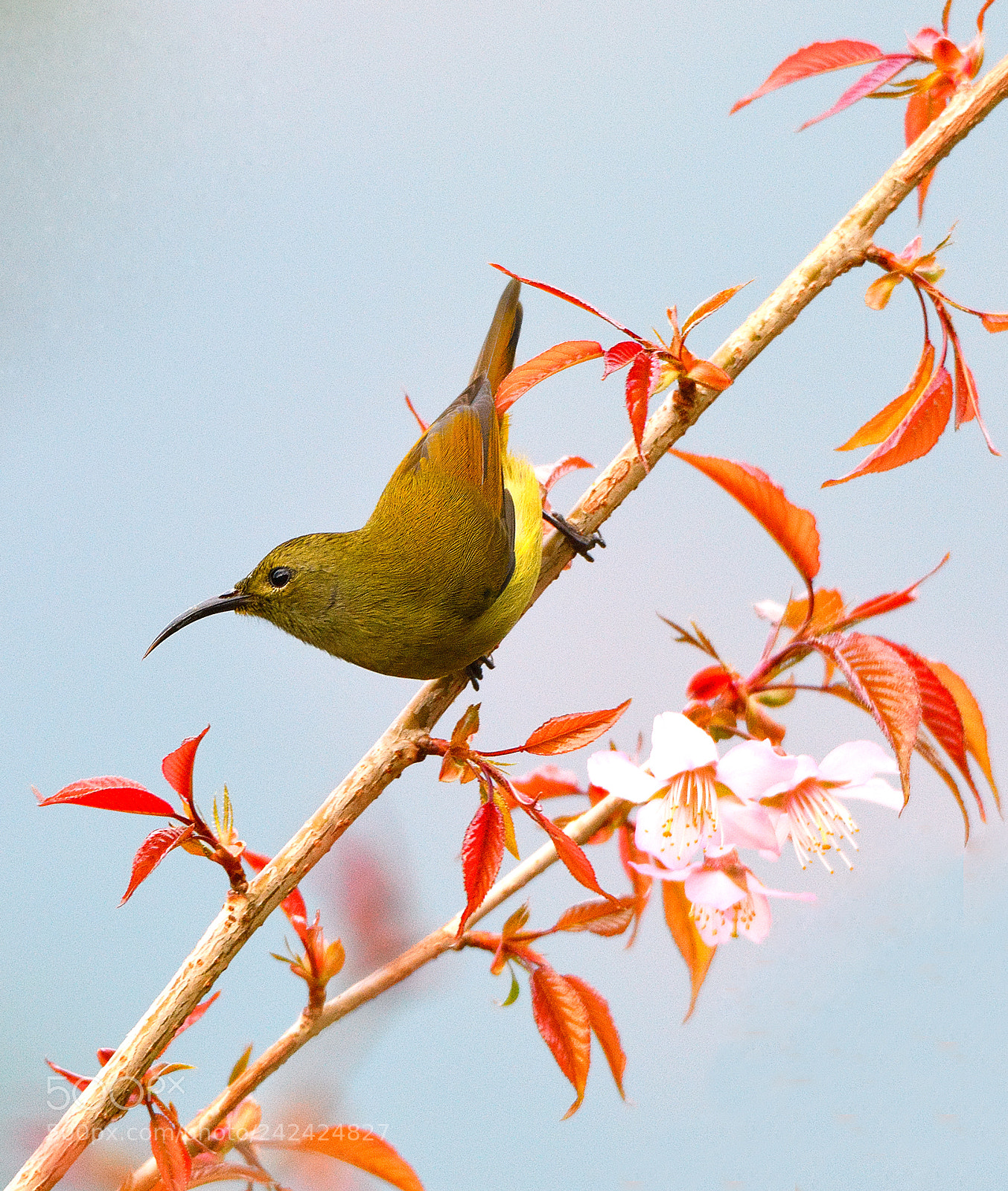Nikon D500 sample photo. Green tailed sunbird female photography
