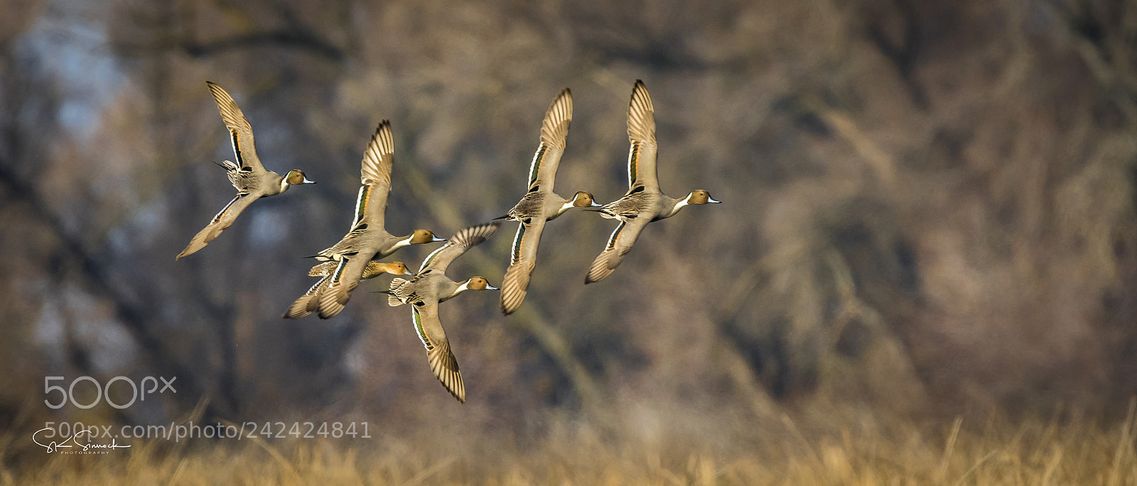 Nikon D850 sample photo. Northern pintail courtship flight photography