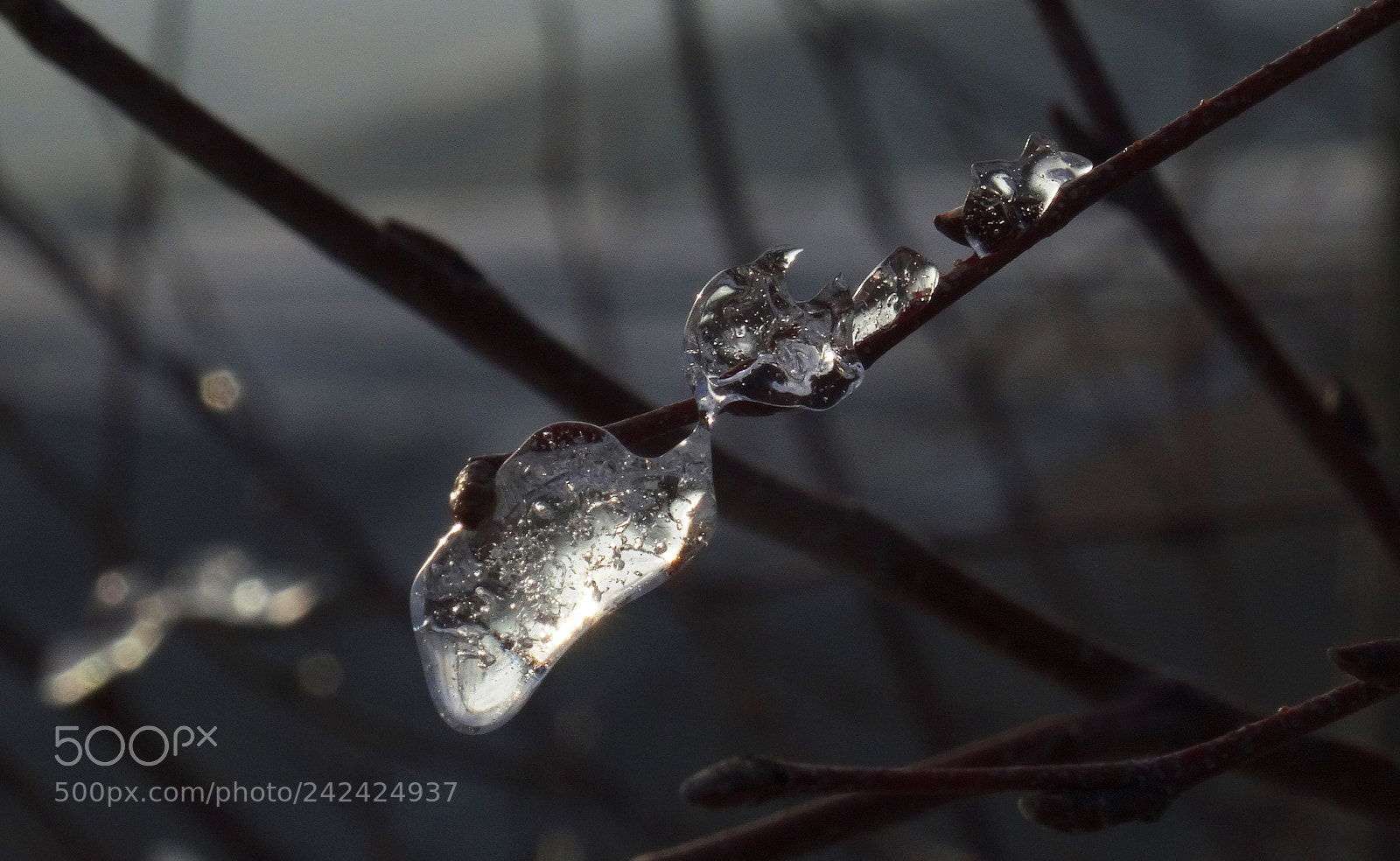 Sony DSC-HX50 sample photo. Trees jewelry photography