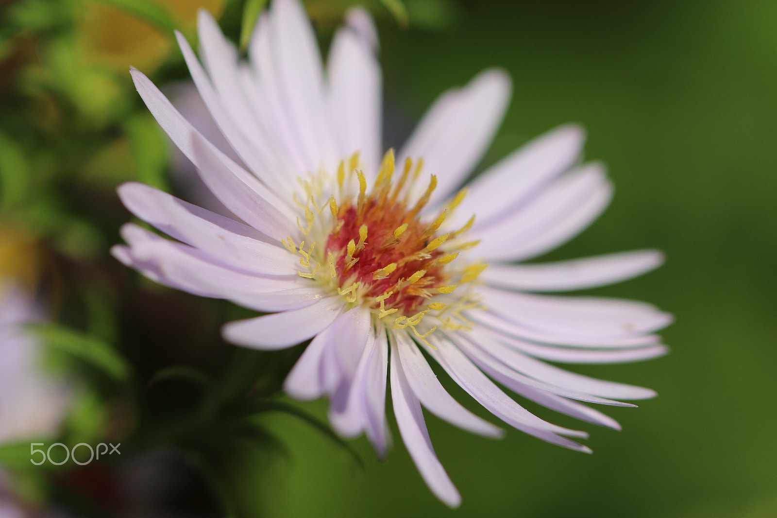 Canon EF 100mm F2.8L Macro IS USM sample photo. White beauty photography