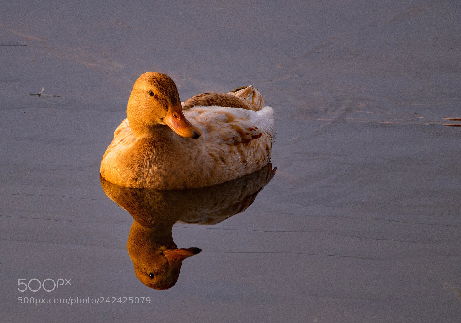 Nikon D5500 sample photo. Golden duck photography