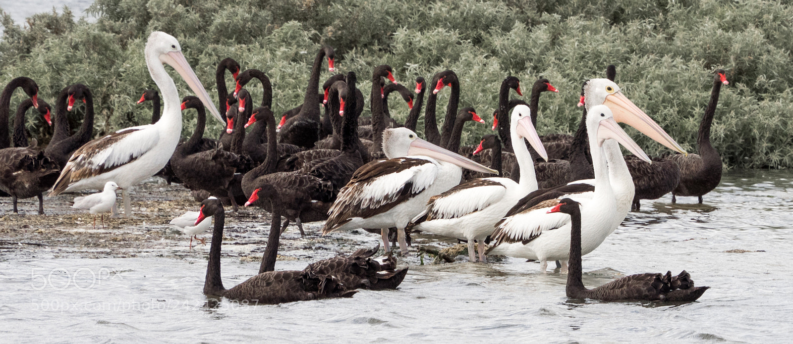 Olympus OM-D E-M1 sample photo. Birds of a feather photography