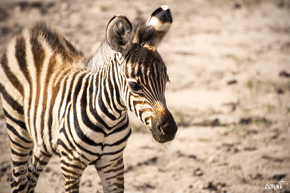 Canon EOS 750D (EOS Rebel T6i / EOS Kiss X8i) sample photo. Baby zebra photography
