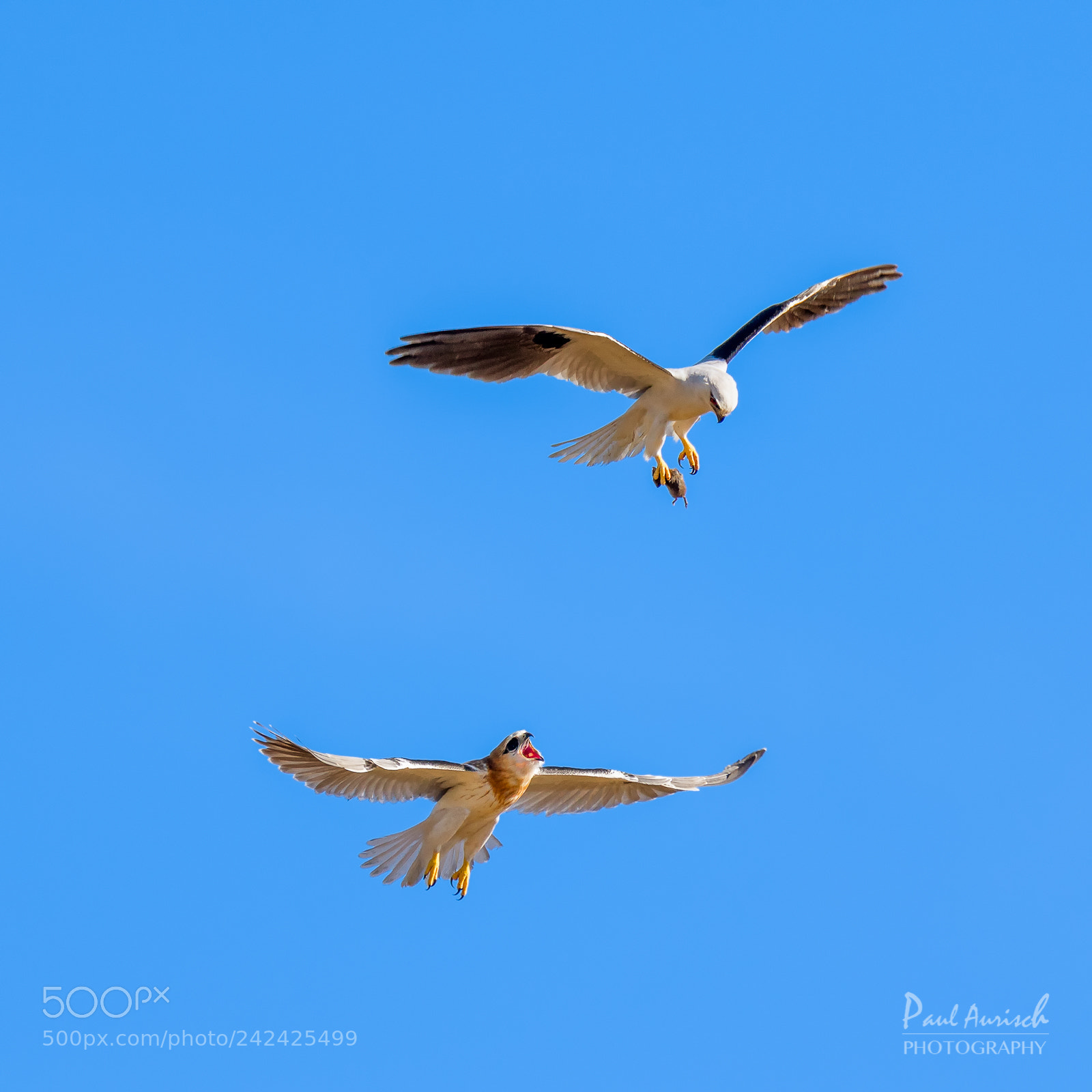 Nikon D500 sample photo. Osprey photography