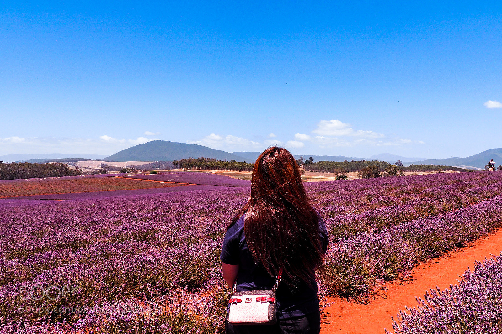 Olympus PEN E-PL7 sample photo. Lavender farm? photography