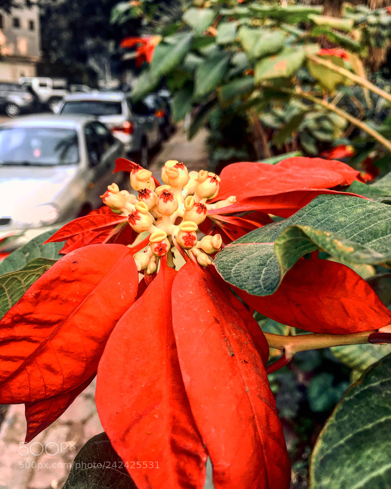 Apple iPhone 6s Plus sample photo. Untitled photography