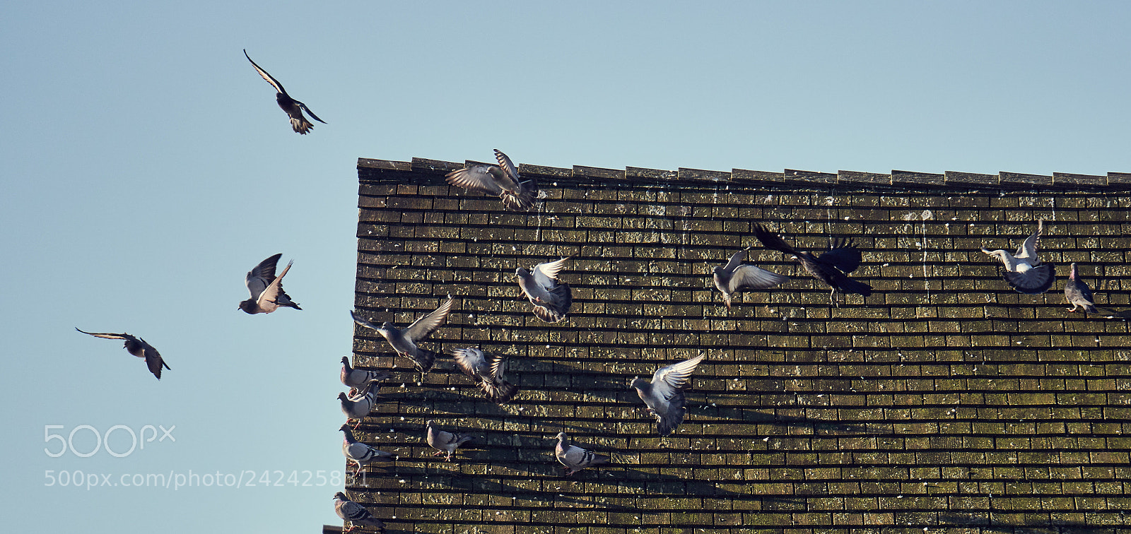 Sony a6500 sample photo. Crow attacks photography