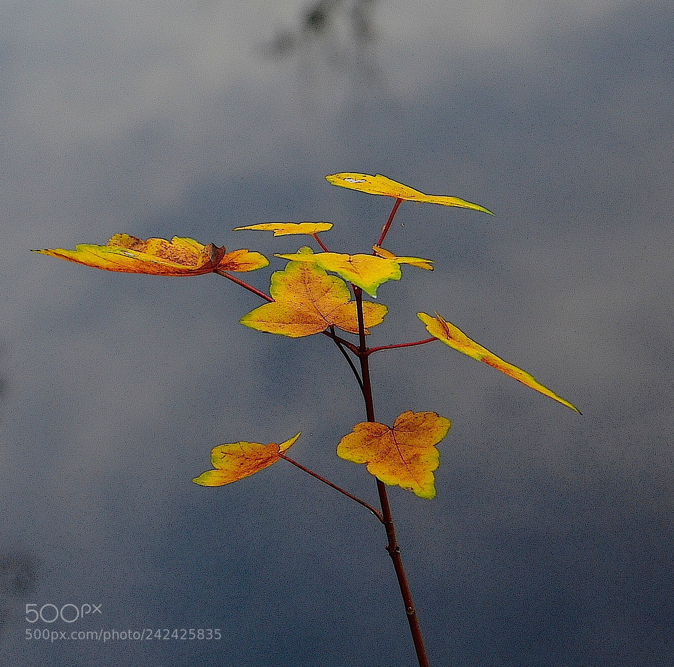 Nikon D5100 sample photo. Untitled photography