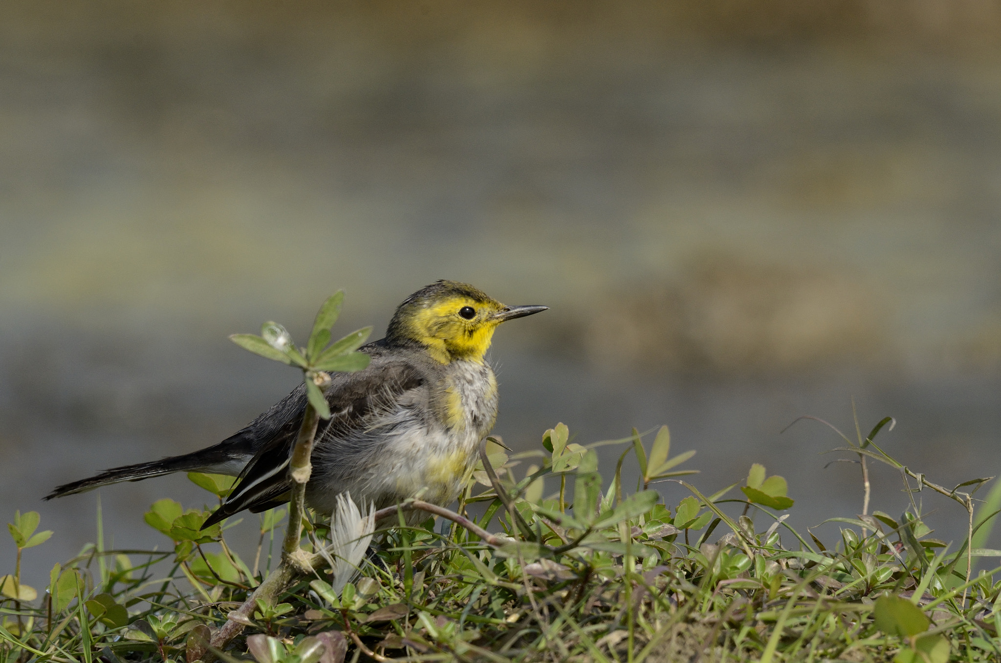 Nikon AF-S Nikkor 200-500mm F5.6E ED VR sample photo. Citrine wagtail photography