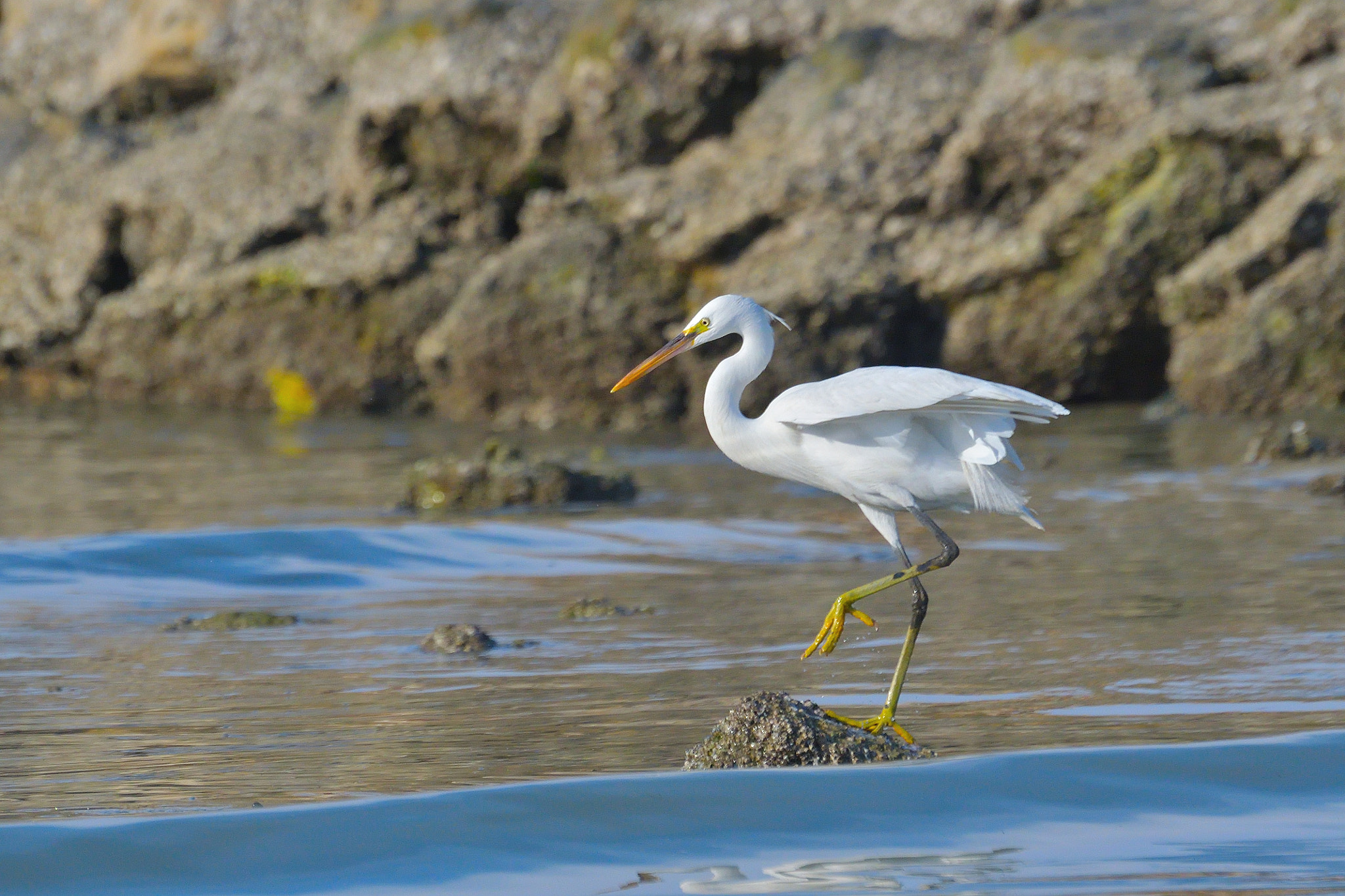 Nikon D500 sample photo. White egret photography