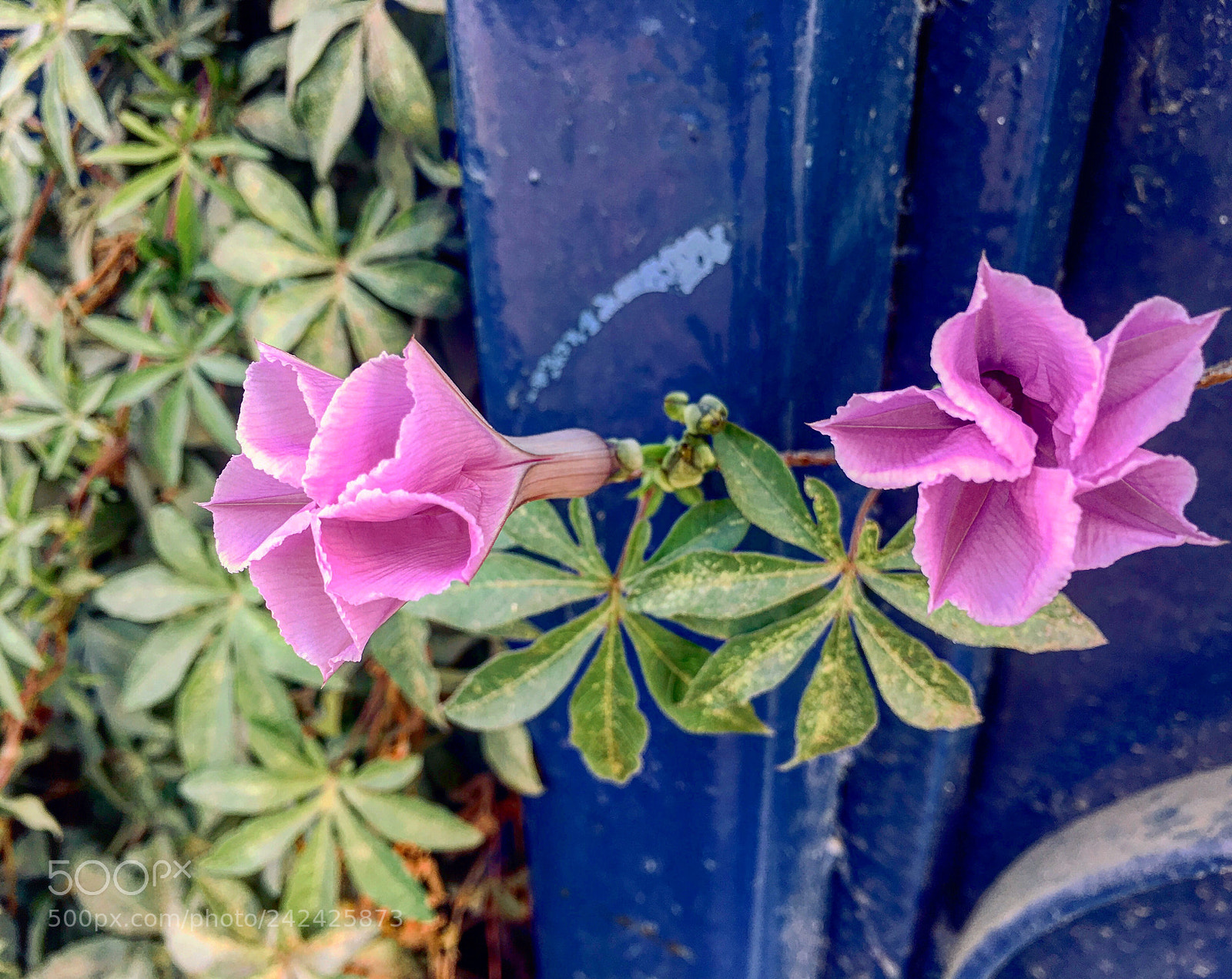 Apple iPhone 6s Plus sample photo. Untitled photography