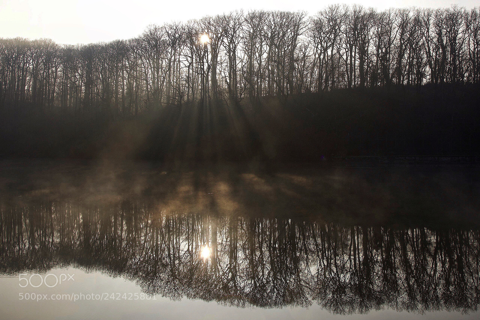 Canon EOS 6D Mark II sample photo. The sun, forest, fog photography