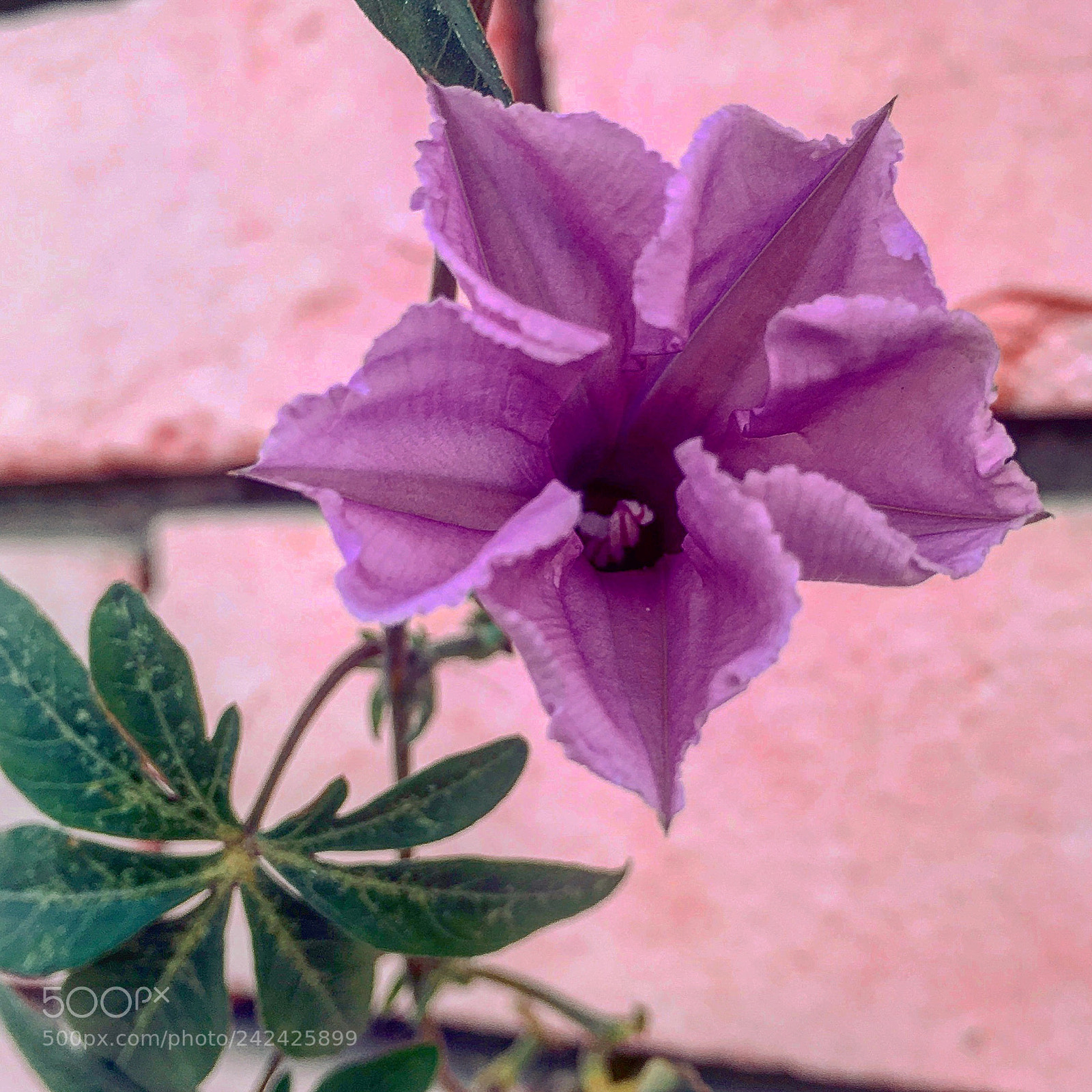 Apple iPhone 6s Plus sample photo. Untitled photography