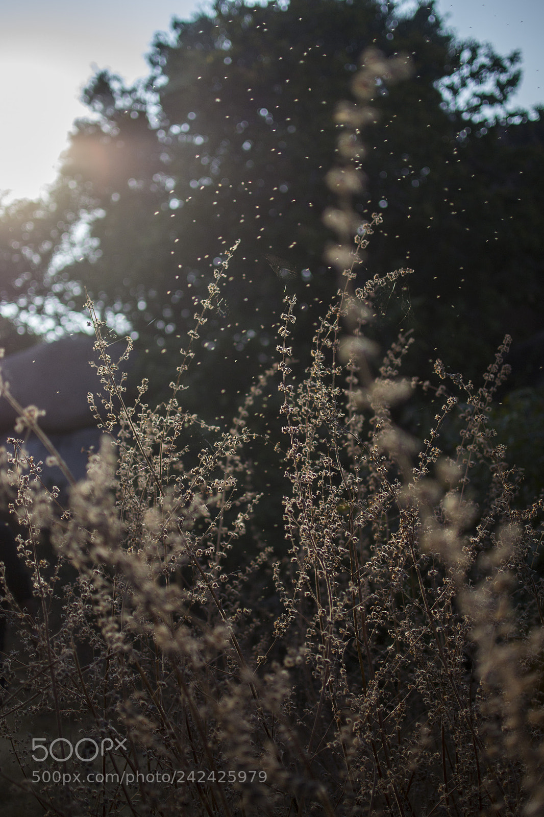 Nikon D3100 sample photo. A girl named lily photography