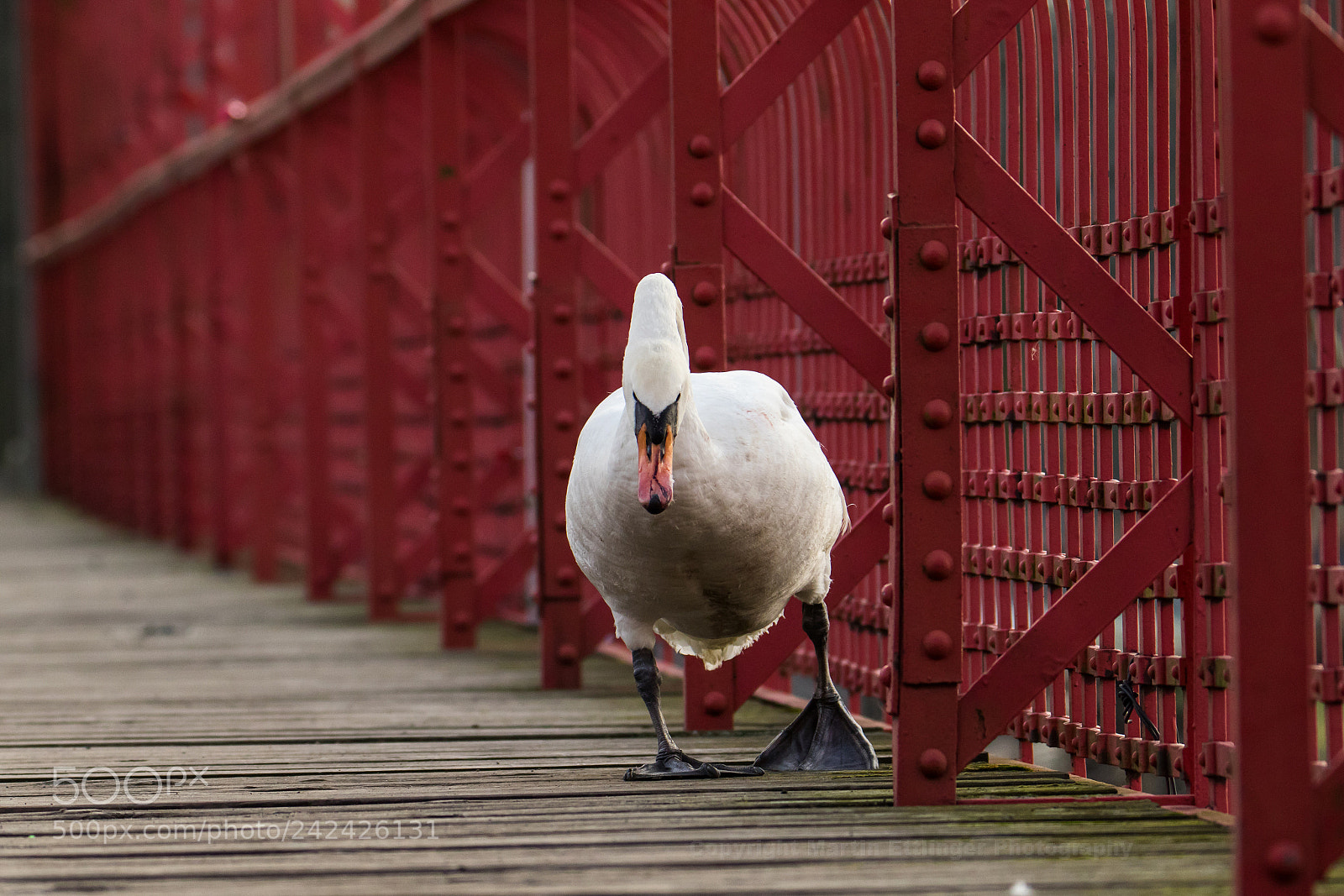 Canon EOS 7D Mark II sample photo. Swan cygnini with a photography