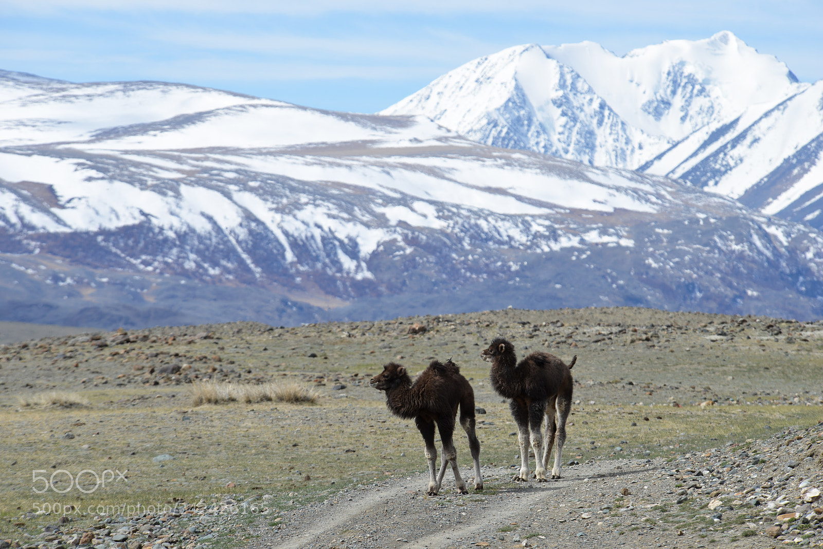 Nikon D800E sample photo. Altai mars photography