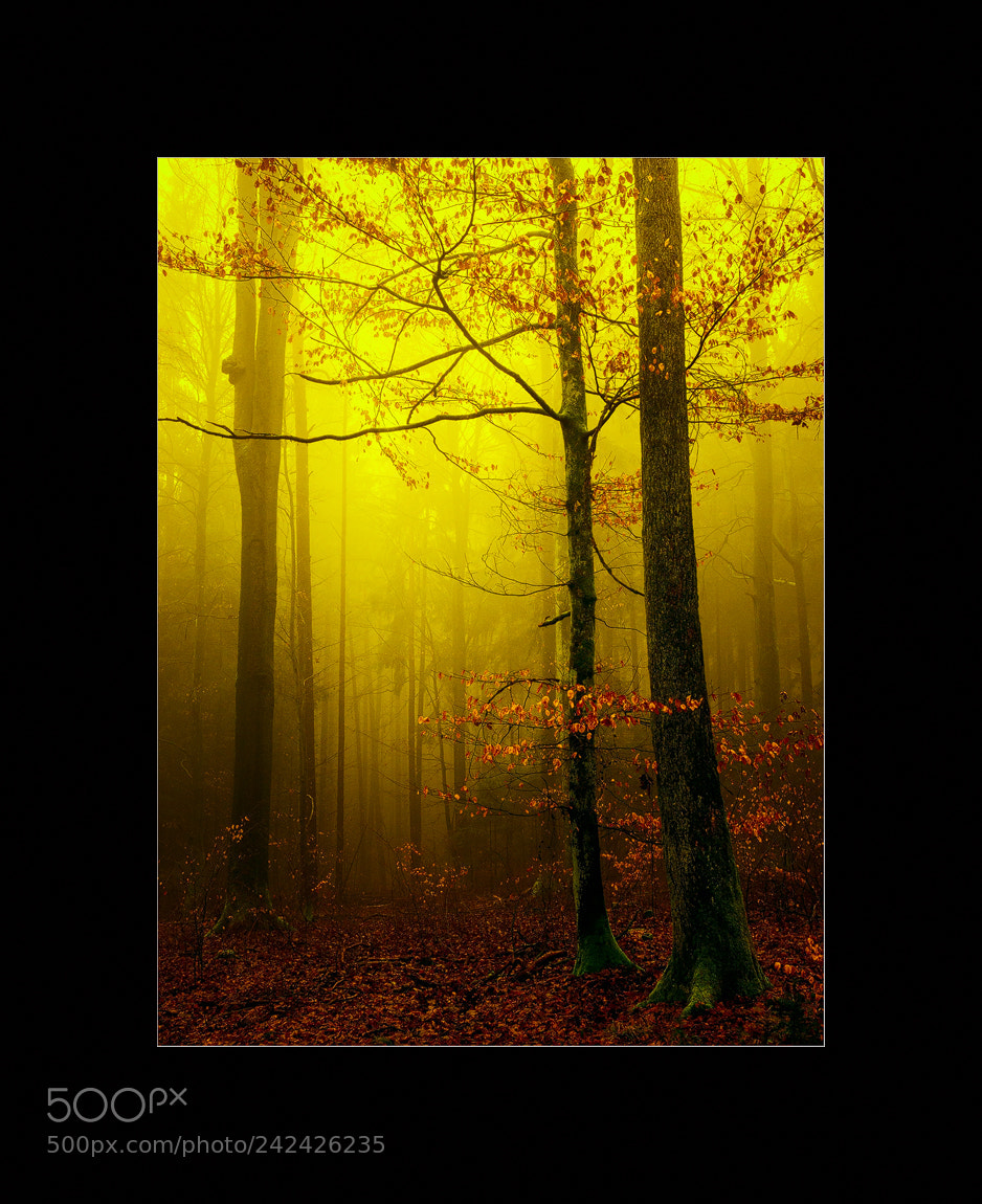Sony Alpha NEX-6 sample photo. Starker nebel photography