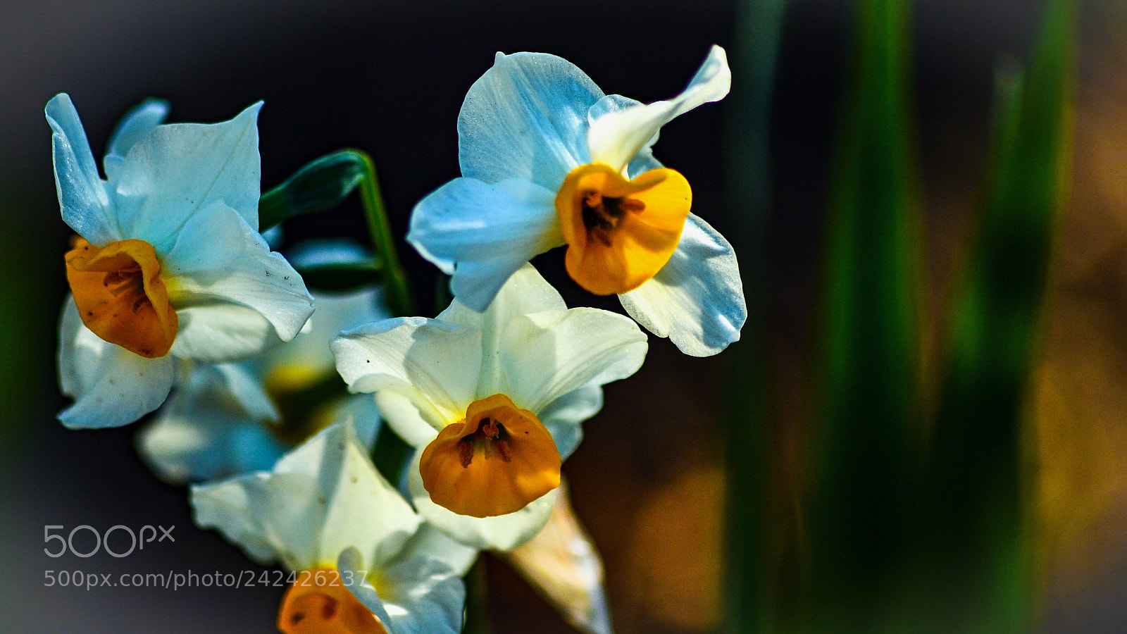 Nikon Df sample photo. The early spring photography