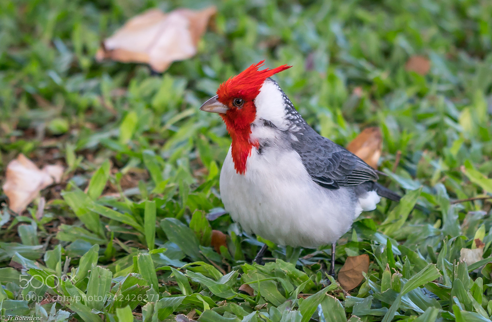 Sony a9 sample photo. ‪red-crested cardinal photography