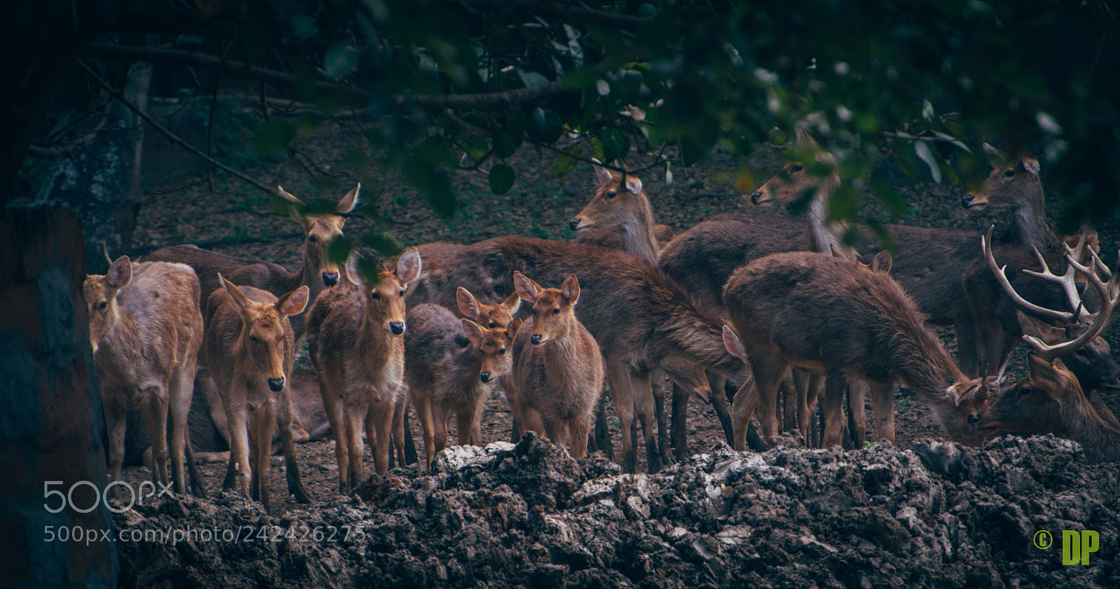 Nikon D7200 sample photo. Deer herd !!! photography