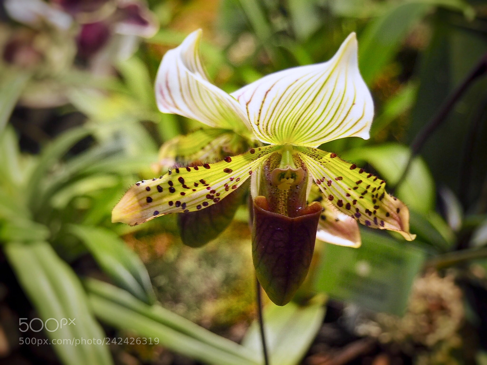 Olympus PEN E-PL7 sample photo. Orchid. the botanical garden photography