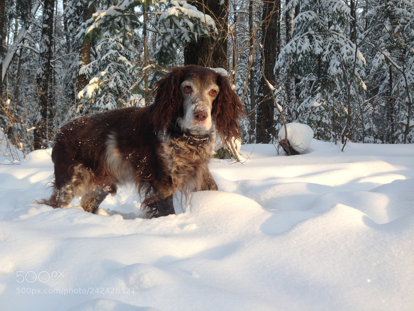 Apple iPhone 5 sample photo. Dog photography