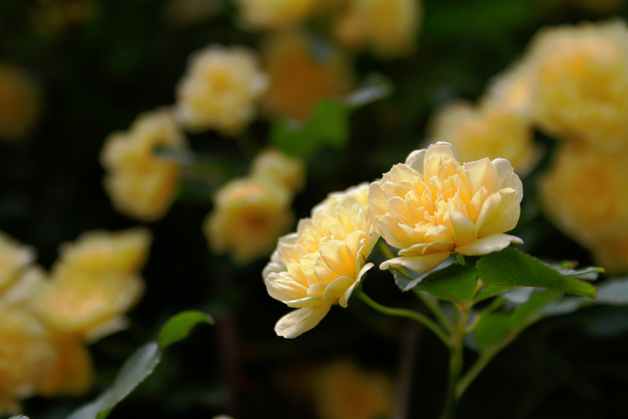 Canon EF-S 18-55mm F3.5-5.6 II sample photo. Yellow flowers photography