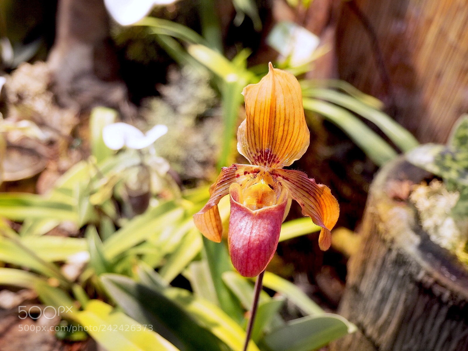 Olympus PEN E-PL7 sample photo. Orchid. the botanical garden photography